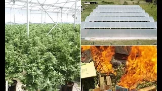 $60m worth marijuana in flames after drug bust in Brisbane