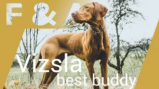 Magyar Vizsla, best buddy! Meine Erfahrung nach 8 Monaten Vlog No.5