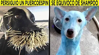 Animales Teniendo Un Peor Día Que El Tuyo