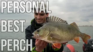 Multiple 2 KG PERCH - Fishing in The Netherlands (English subtitles)