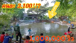 #ปลาบึกลากแหพันกันสนั่นบ่อ 37,000 บาท คนละบัตร 3100!?