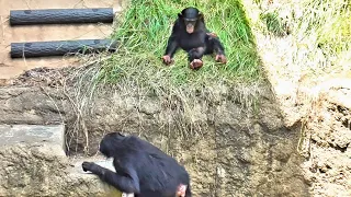 Chimpanzee. Twin sisters descending a cliff and Yotsuba's challenge.