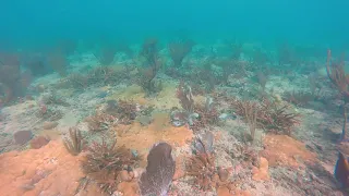 Pompano Beach Staghorn Coral