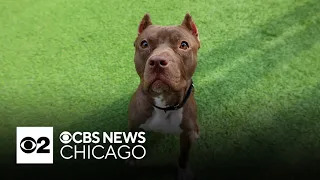 Pilaf is PAWS Chicago's Pet of the Week