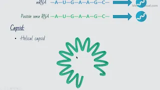 SARS-2 Coronavirus (SARS-CoV-2) / Novel Coronavirus - Part 1 Features - COVID-19