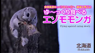 ゆ〜っくり食べる【エゾモモンガ】北海道　Flying squirrel eating slowly. Hokkaido
