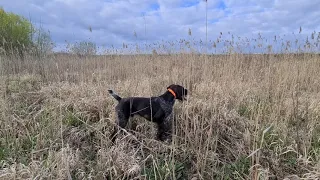 Deutsch Drahthaar / Jagdhunde / Hunting dog spring training/Pheasant