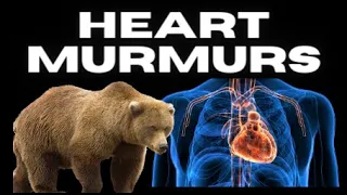 Heart Murmurs - Made Easy & FUN!