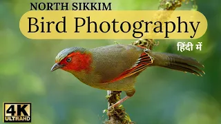 "Capturing the Majestic Beauty: Bird Photography Adventure in North Sikkim"