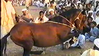 horse dance mala ghulam shah owner peerzada hassan raza