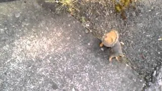 Trashcan Squirrel at PCC Sylvania