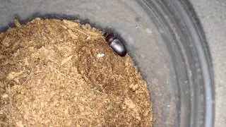 Trapdoor Spider Feeding (Finally uses its trapdoor)