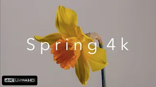 Spring 4k (Ultra HD)⎜Relaxing Music⎜Earth from Above⎢Daffodil, Crocus, Blossom, Bee and Awakening 4k