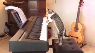 meowzart 🎹🎵