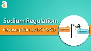 Sodium Regulation: Distal Convoluted Tubule and Collecting Duct