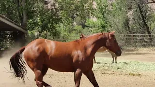 Tip: Introducing a New Horse to a Herd