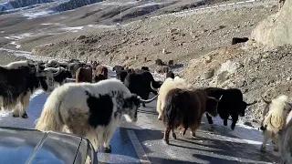 Mountain King 🤴 || Yaks from China 🇨🇳