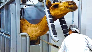 Современный завод по переработке верблюжьего мяса 🐪- выращивания верблюдов производит мясо и молоко