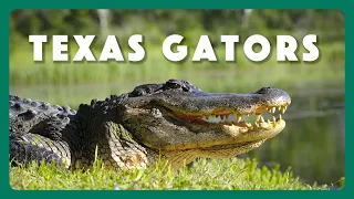 Alligators, Native Texans