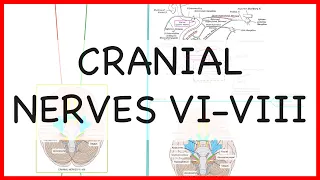 CRANIAL NERVES VI - VIII -ANATOMY SERIES