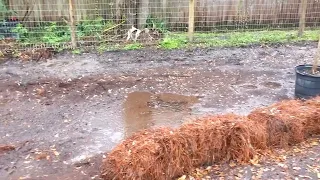 transforming a muddy, muck ridden property into a backyard escape.