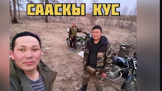 Сааскы кус…матасыыкылынан