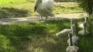 Swan to Dog: "Don't poop there!" (SF, 2012)