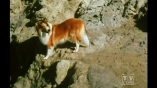 The Holdens Lassie (Season 19 Eps7Deadly Surf )