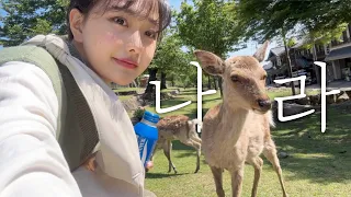 나홀로 나라 여행🦌도시락과 무작정 떠난 당일치기 일본여행🧳사슴이 너무 난폭해요 조심하세요 | 나라 맛집, 오사카 근교 여행