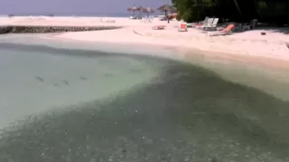 Giant Trevally attack