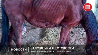 В Орловщине от голода погибли лошади