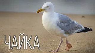 Seagull: Sea Robber | Interesting facts about Chuck