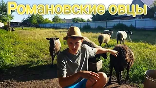 Романовские овцы как бизнес!!! Особенности породы.