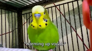 I Just a Little Bird - Boba the Talking Budgie - Talking Parakeet