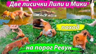 Лиса на пороге Ревун. Природа, погода, солнце - Жизнь с Лисой / MIKI THE FOX