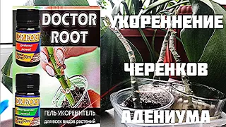Doctor Root. Укоренение черенков адениума. Часть 1