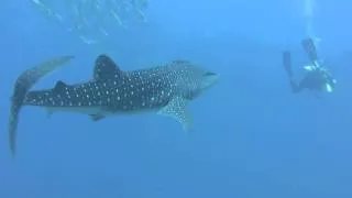 Similan Dive Center | Diving with whale sharks
