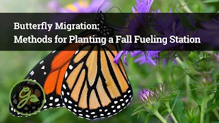 Methods for Planting a Fall Fueling Station -- Butterfly Migration: Episode 3