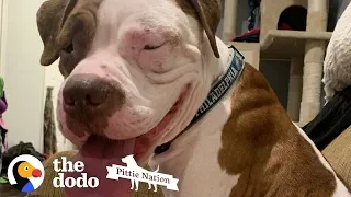 Shaking Pittie Was So Sad, Now He Has The Best Family | The Dodo Pittie Nation