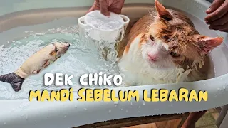 Dek Chiko mandi sebelum lebaran. cute video cat animal trending viral kucing pet anjing cats funny