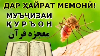 Муъчизаи Куръон дар бораи ПАШША ва ХОМӮШАК. Ин муъҷиза ҳамаро ба ҳайрат овард!