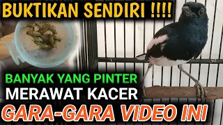 KALAU DARI DULU TAHU PASTI BURUNG KACER KALIAN CEPAT DAPET RAWATAN KACER TERBAIK