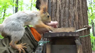 О знакомых белках / About familiar squirrels