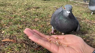 Peggy the handicapped Pigeon