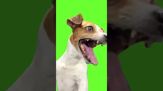 Chroma Key - Laughing Dog Meme (Green Screen for Video Editing) #shorts