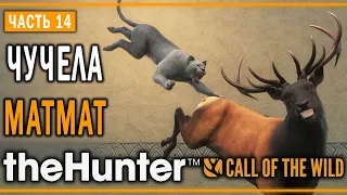 theHunter Call of the Wild #14 🐱 - Разведка Боем - Кoмпозиции из Чучeл