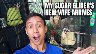 My Sugar Glider's New Wife Arrives | Vlog #1664