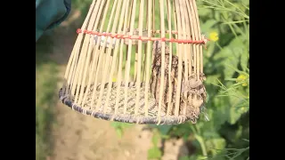 female Quail sounds new Kirk batair bulara female Quail sounds 2024