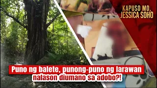 Puno ng balete, punong-puno ng larawan at pangalan na diumano ipinakulam? | Kapuso Mo, Jessica Soho