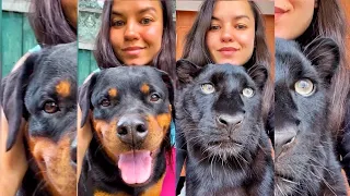 The incredible journey of Luna the Panther and Rottweiler Venza